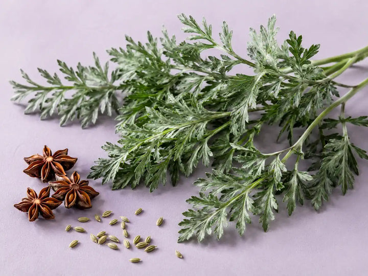 Silvery wormwood leaves, star anise and fennel seeds representing an absinthe perfume accord