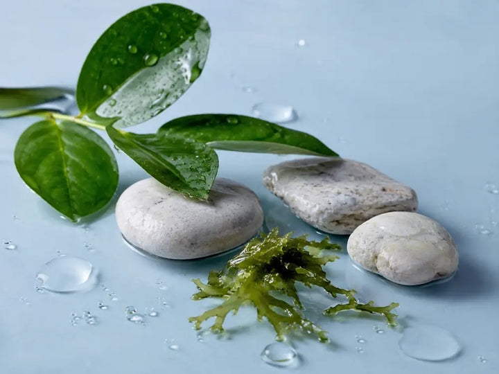 Wet coastal leaves, mineral stones, water droplets and seaweed representing an aquatic accord in perfume