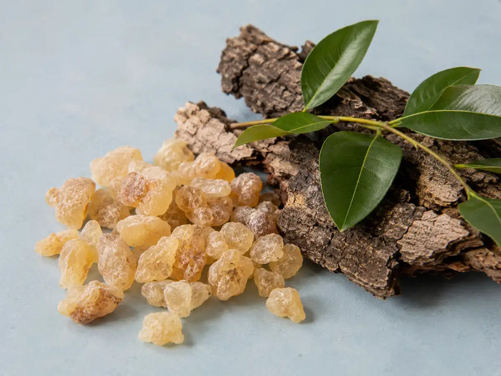Golden benzoin resin pieces with natural tree bark and green leaves on a light dusty blue background