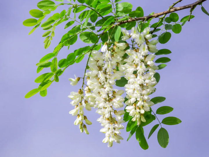 White black locust flower clusters with green leaves on a pale lavender-blue background