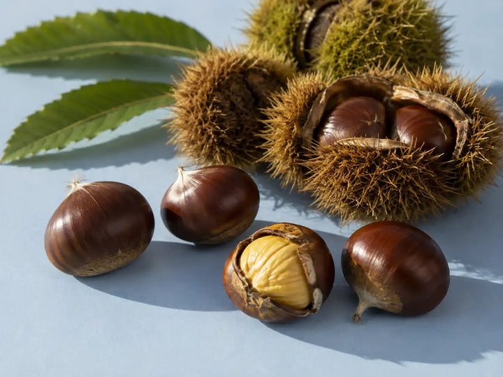 Sweet chestnuts, an opened chestnut and natural spiny husks with green leaves on a powder blue background