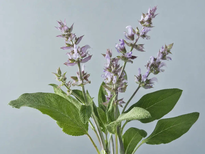 Fresh clary sage with textured green leaves and pale lilac flowers on a warm grey-blue background