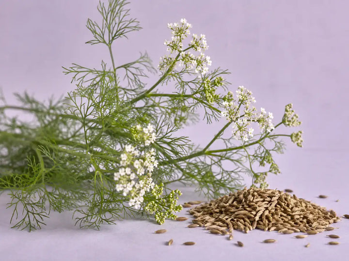 Cumin plant with fine leaves, white flowers and dried seeds on a muted lavender background