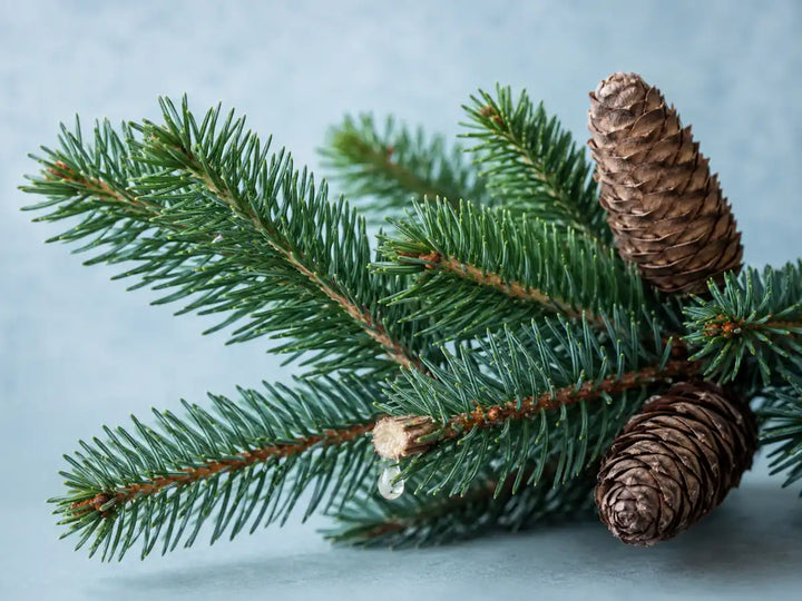 Fresh fir branches with green needles, natural cones and pale resin on a frosted blue background