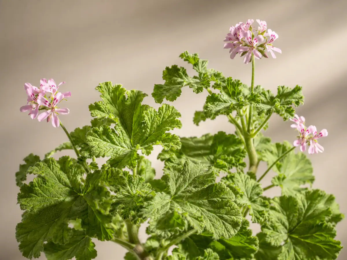 Rose geranium with textured green leaves and small pale pink flowers on an apricot-grey background