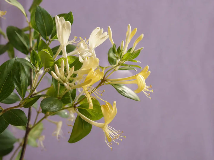 Cream and pale yellow honeysuckle flowers with green leaves on a dusty lilac background
