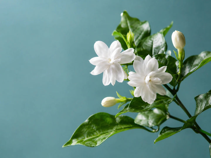 White jasmine flowers and green leaves against a soft blue green background