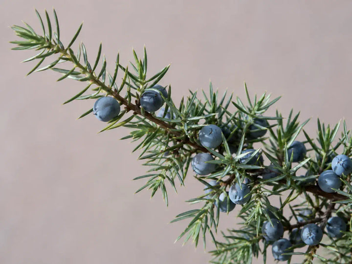Juniper branch with blue-green berries and needles on a pale blush-grey background