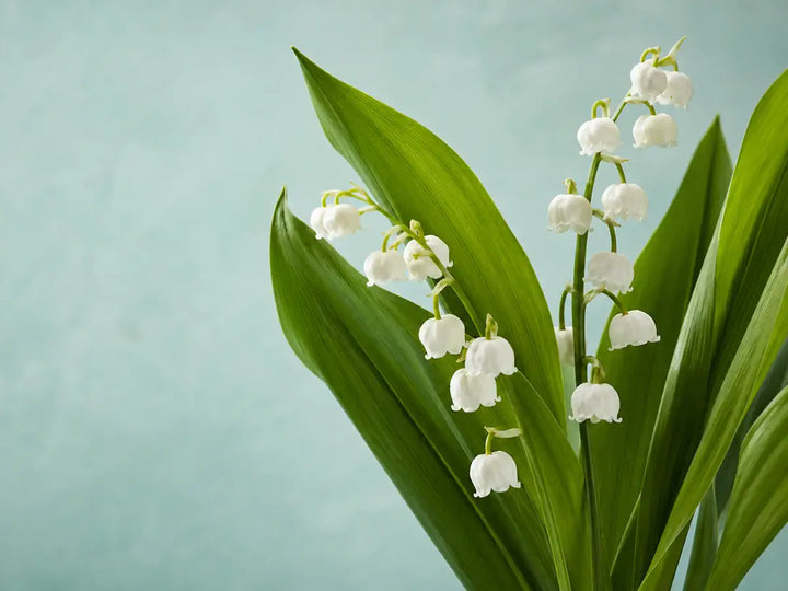 White lily-of-the-valley flowers with broad green leaves on a light misty aqua background