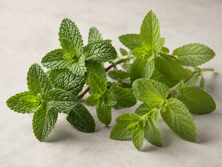 Fresh peppermint and spearmint leaves with green stems on a light warm grey background