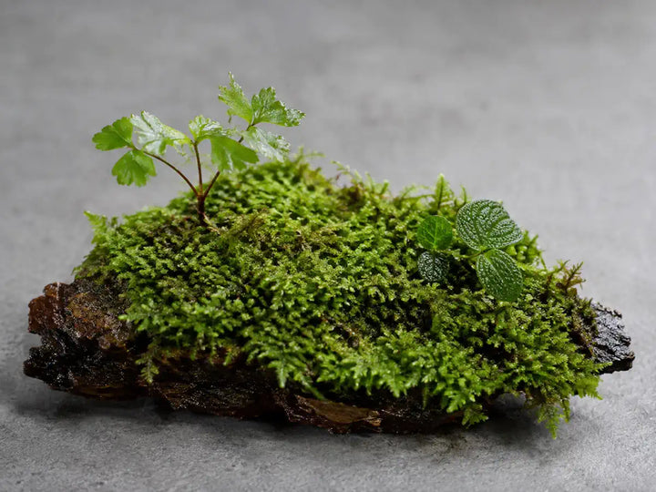 Fresh green forest moss on damp bark with woodland leaves on a pale stone-grey background