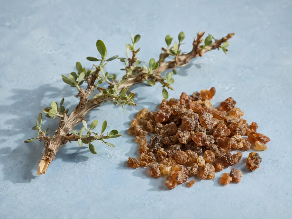 Natural myrrh resin pieces and a leafy myrrh branch on a dusty blue background