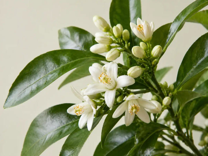White bitter orange blossoms, unopened buds and glossy green leaves on a pale yellow-grey background