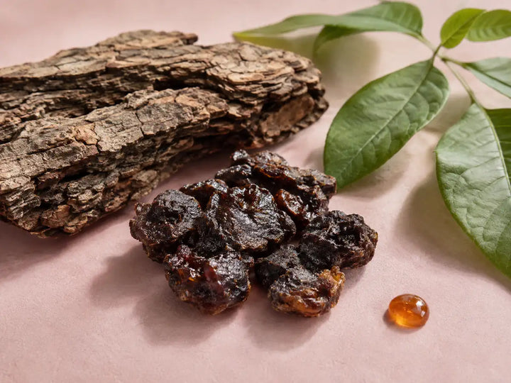Dark Peru balsam resin with tree bark and green leaves on a dusty rose background