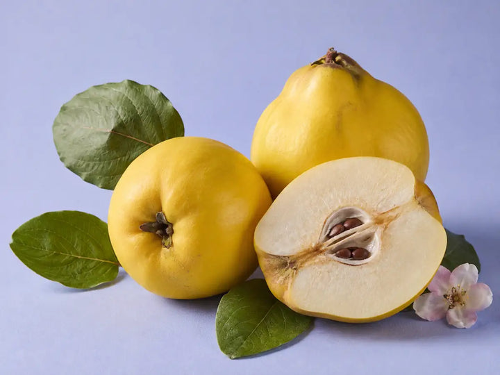 Ripe yellow quinces with green leaves and a pale flower on a lavender-blue background
