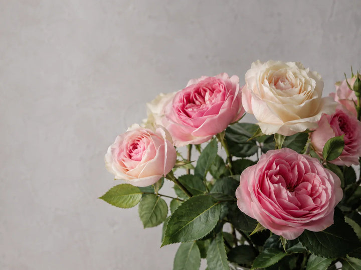 Fresh pink and cream roses with green leaves