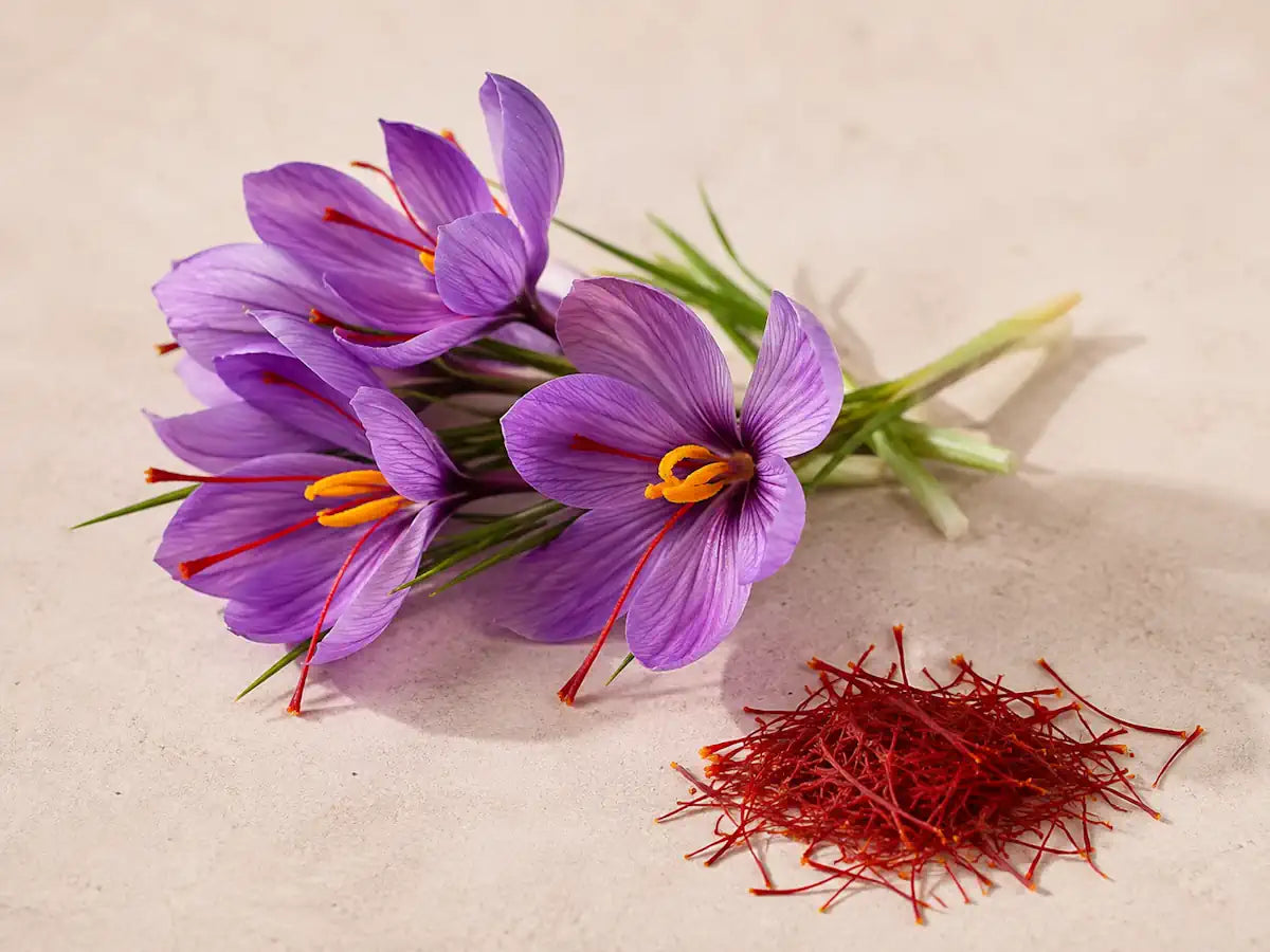 Purple saffron crocus flowers with red stigmas and loose saffron threads on a pale peach-grey background