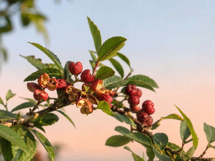 Sichuan pepper husks and red berries with green leaves on a pale peach-blue background
