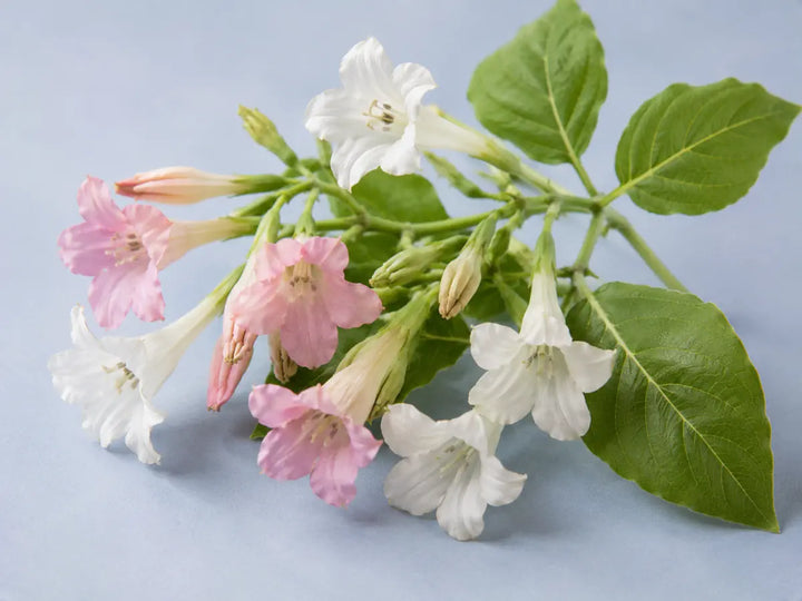 Pale pink and white tobacco blossoms with soft green leaves on a light dusty blue background