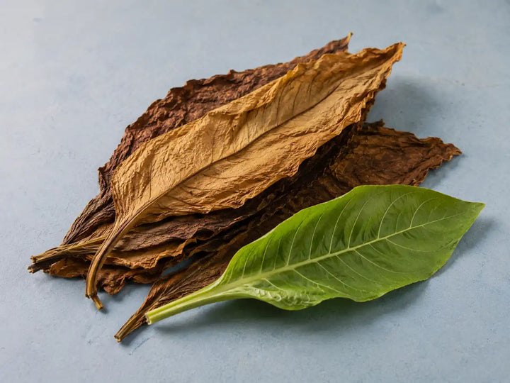 Cured tobacco leaves with one fresh green tobacco leaf