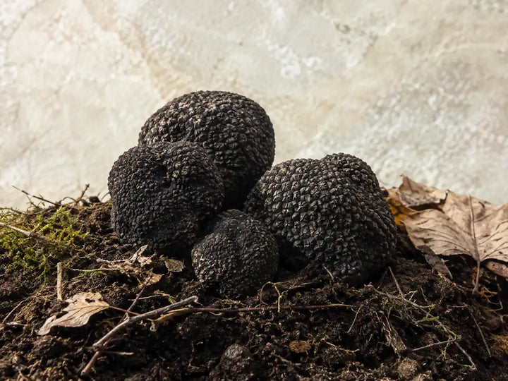 Dark truffles with woodland soil, fine roots, dry leaves and moss on a pale stone background