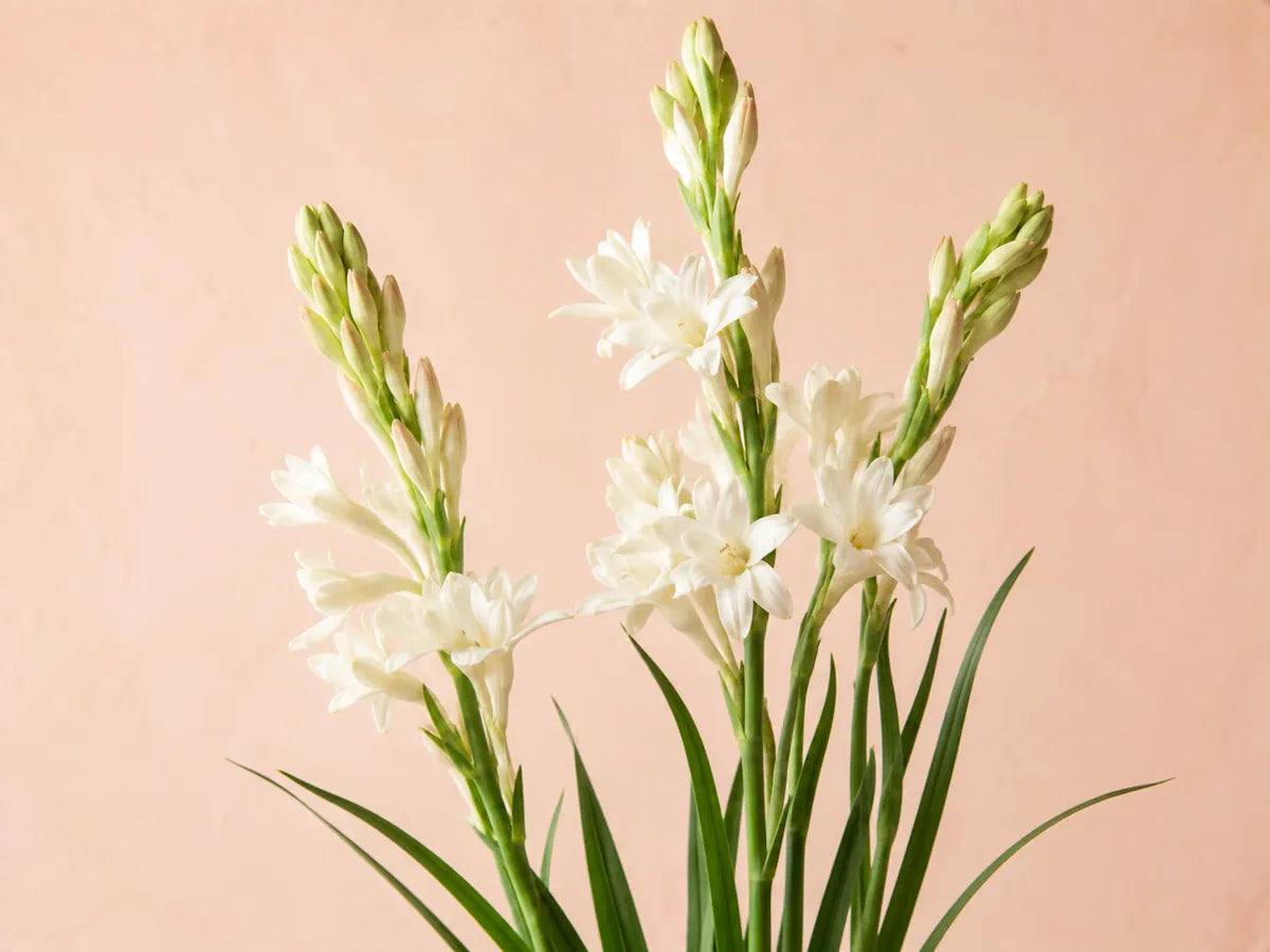Fresh white tuberose flowers with green stems and leaves on a light pale peach background