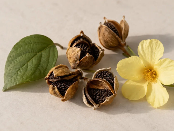 Open ambrette seed pods, dark seeds, green leaf and pale yellow flower on an apricot-grey background
