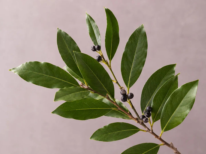 Fresh bay laurel leaves and dark berries on a dusty pink-grey background