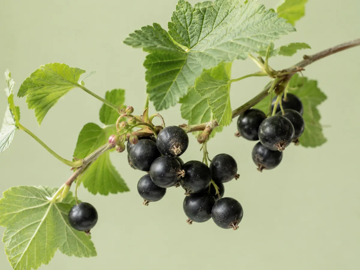 Ripe blackcurrants with green leaves and unopened buds on a pale sage background