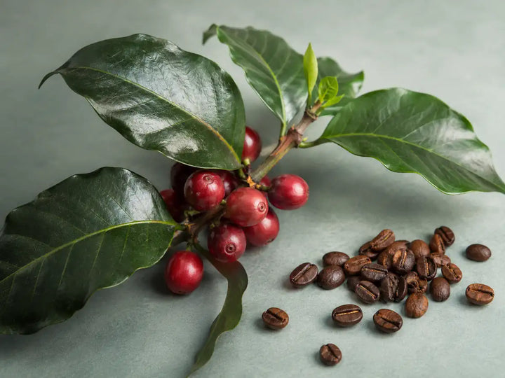 Coffee plant branch with ripe red cherries, green leaves and roasted coffee beans on a muted teal-grey background