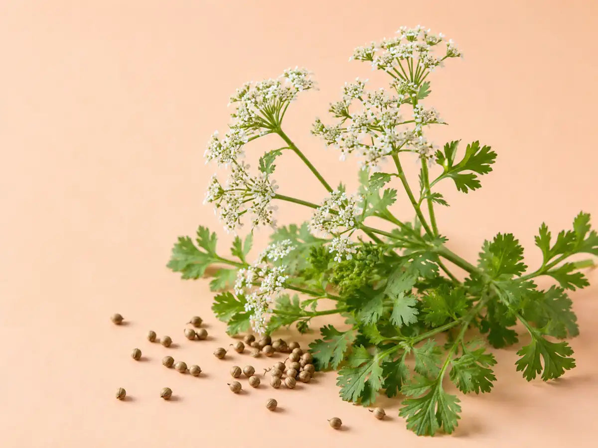 Coriander plant with white flowers, green leaves and dried seeds on a pale peach background