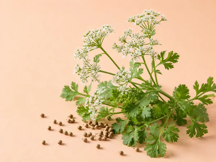 Coriander plant with white flowers, green leaves and dried seeds on a pale peach background
