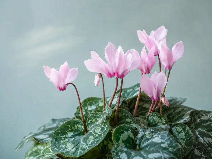 Pale pink cyclamen flowers with patterned green leaves on a light aqua-grey background