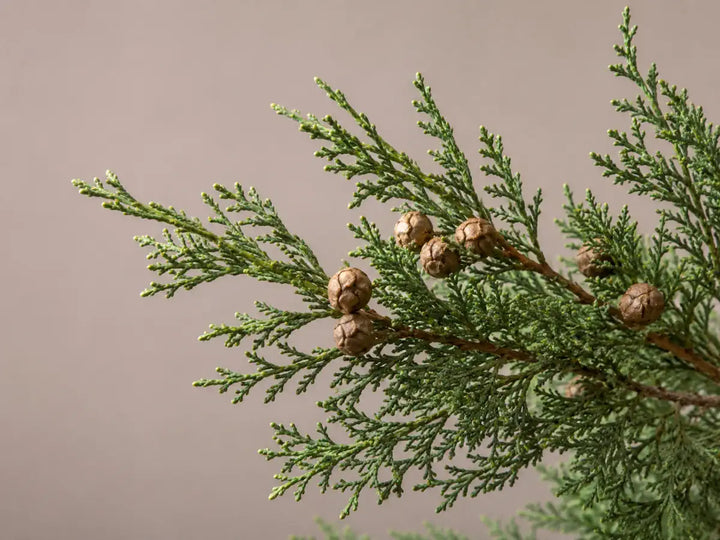 Green cypress twigs with small cones on a pale rose-grey background