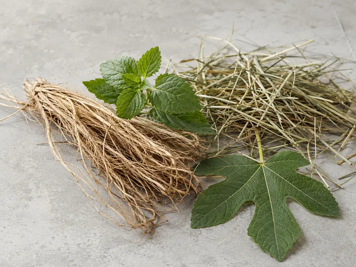 Vetiver roots, patchouli leaves, dry hay and a fig leaf representing an earthy accord in perfume