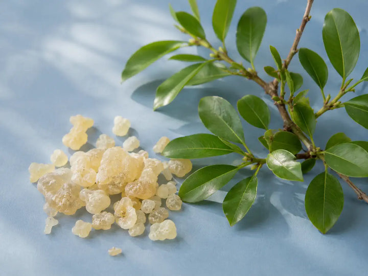Pale elemi resin pieces and a leafy elemi branch on a dusty blue background