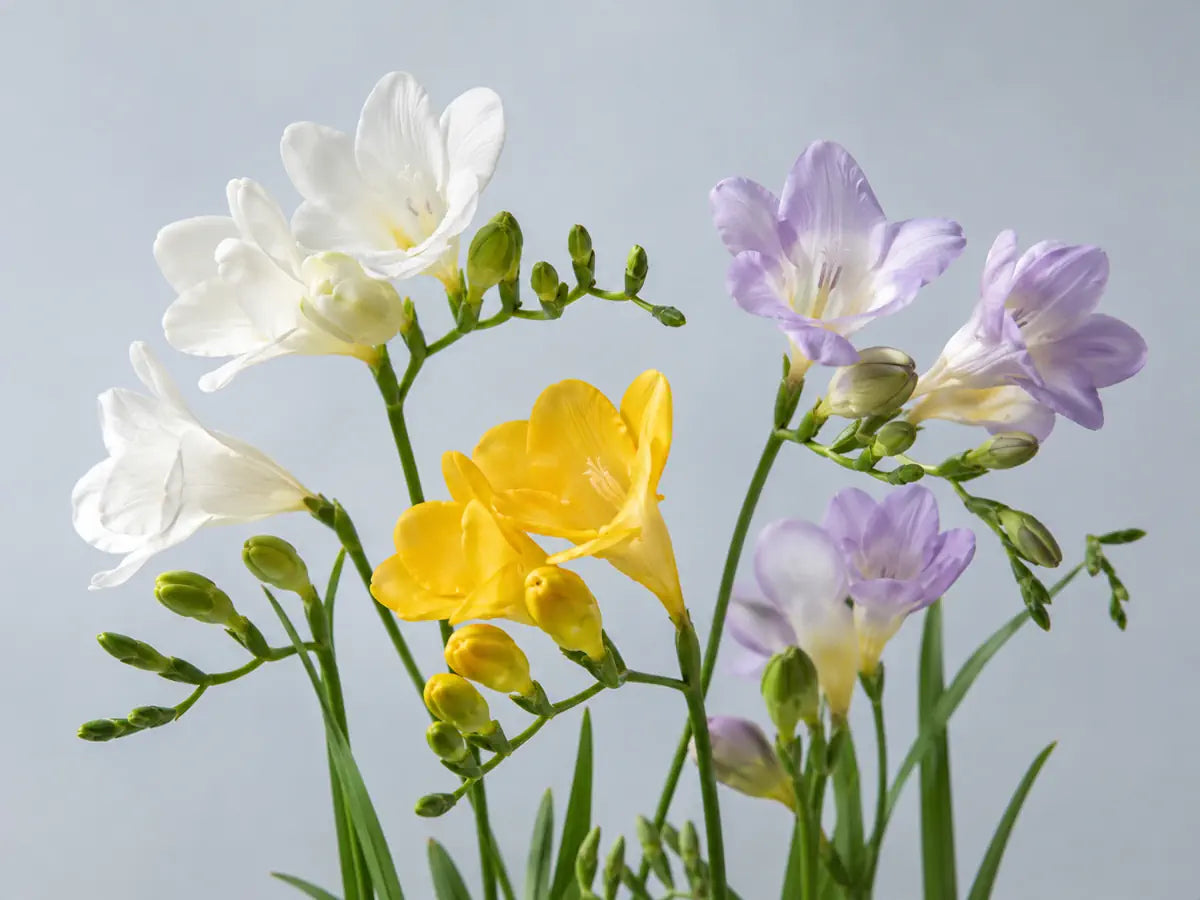 White, yellow and pale lilac freesia flowers on a light sky grey background
