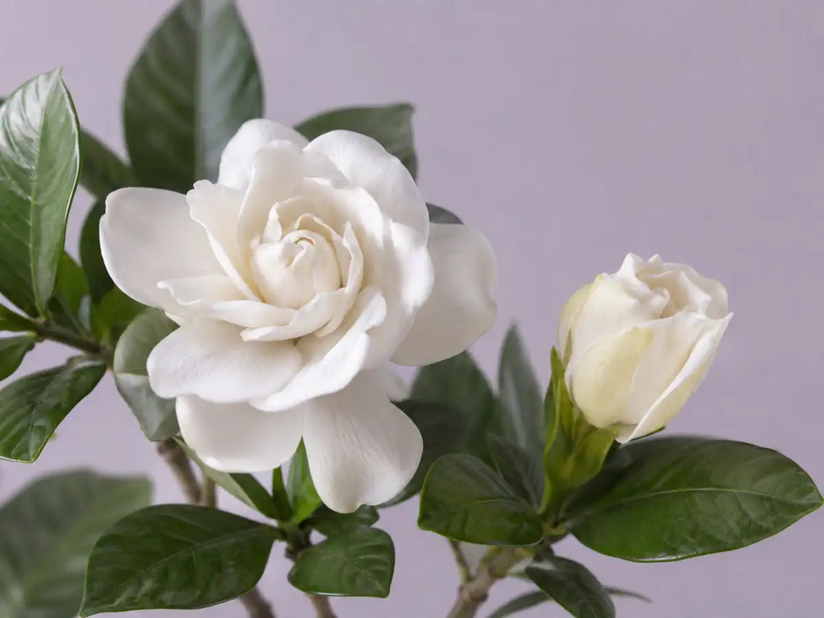 Creamy white gardenia flowers and glossy dark green leaves on a dusty lilac-grey background