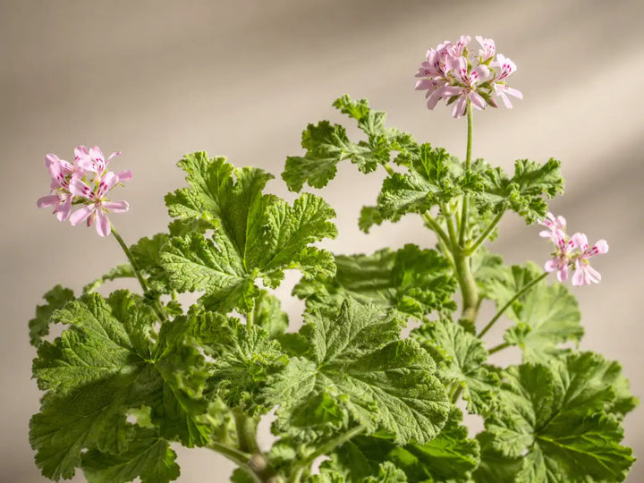 Rose geranium with textured green leaves and small pale pink flowers on an apricot-grey background
