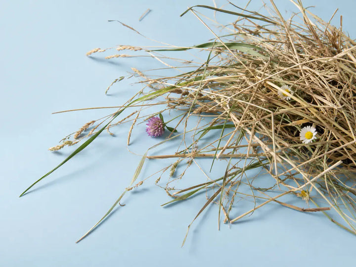 Sun-dried hay stems with green grass and small wildflowers on a powder-blue background