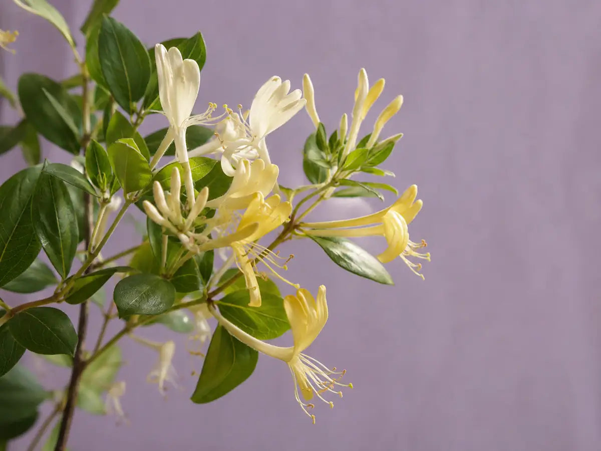 Cream and pale yellow honeysuckle flowers with green leaves on a dusty lilac background