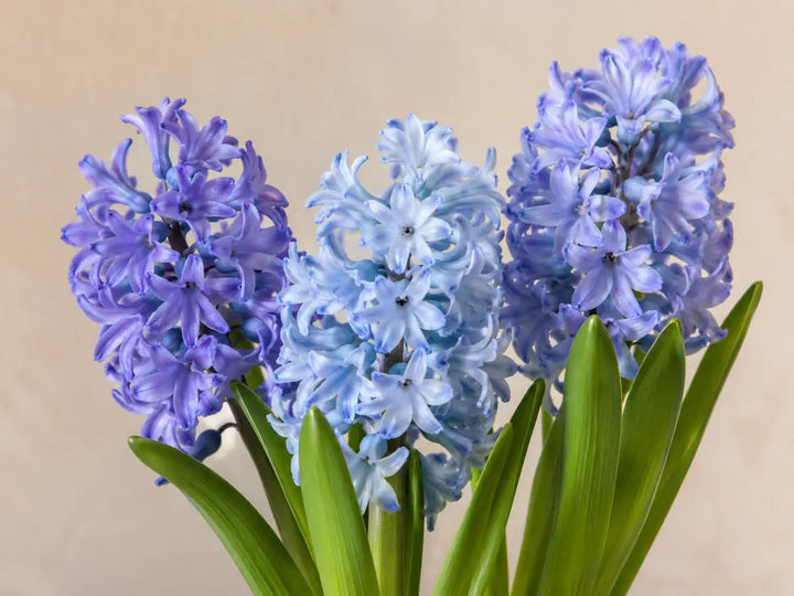Pale blue and purple hyacinth flowers with green leaves on a warm peach-grey background