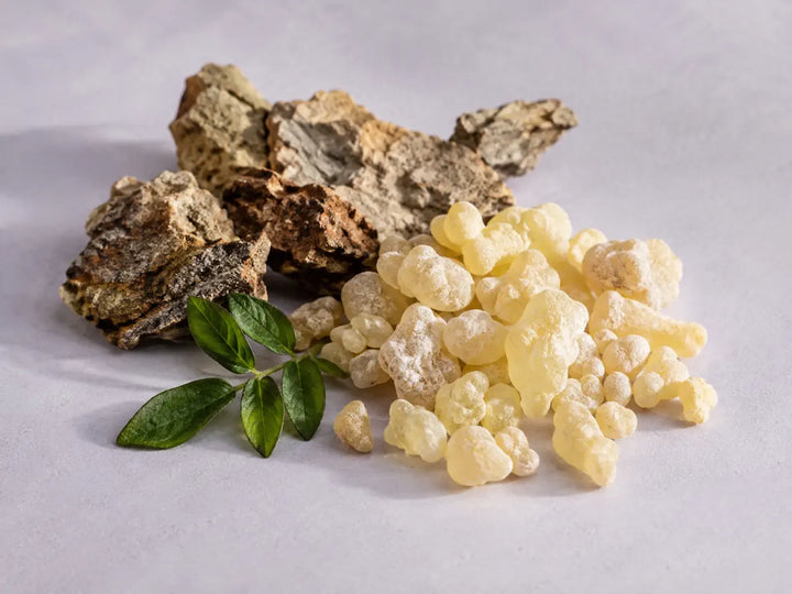 Pale frankincense resin pieces with Boswellia tree bark and green leaves on a pale lavender-grey background