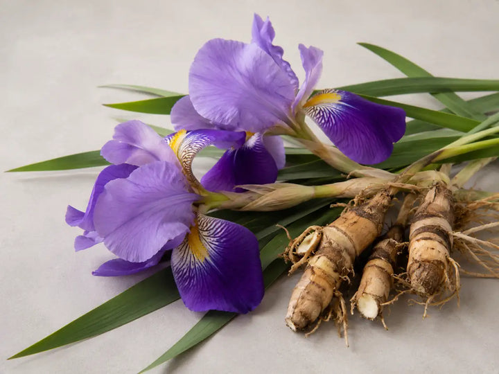 Purple iris flowers, green leaves and iris rhizomes on a light warm grey background