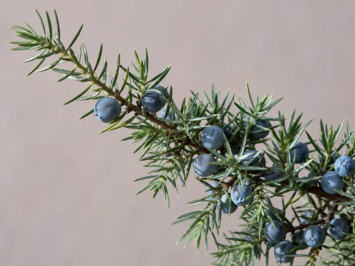 Juniper branch with blue-green berries and needles on a pale blush-grey background
