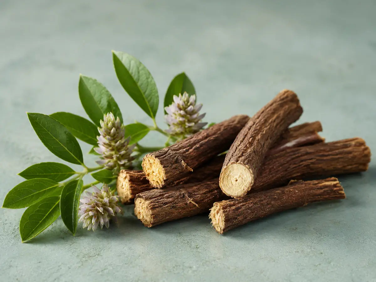 Liquorice roots with green leaves and pale flowers on a muted teal-grey background