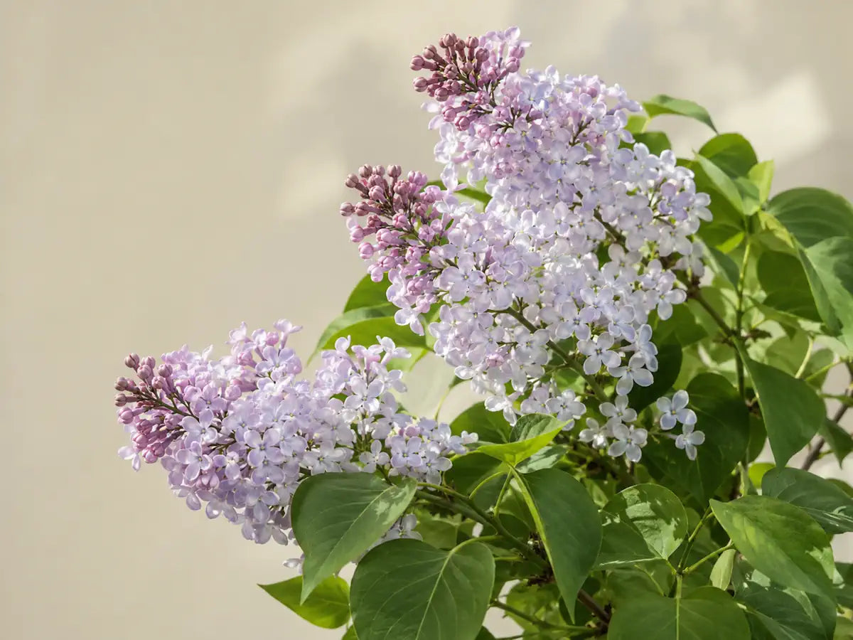 Pale purple and white lilac flowers with green leaves on a pale yellow-grey background