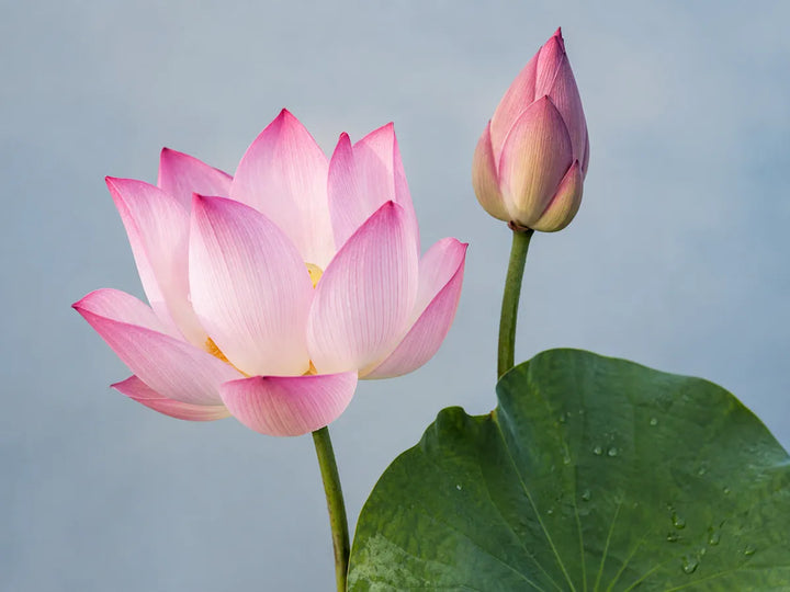 Pale pink sacred lotus flower, closed bud and rounded green leaf on a warm blue-grey background