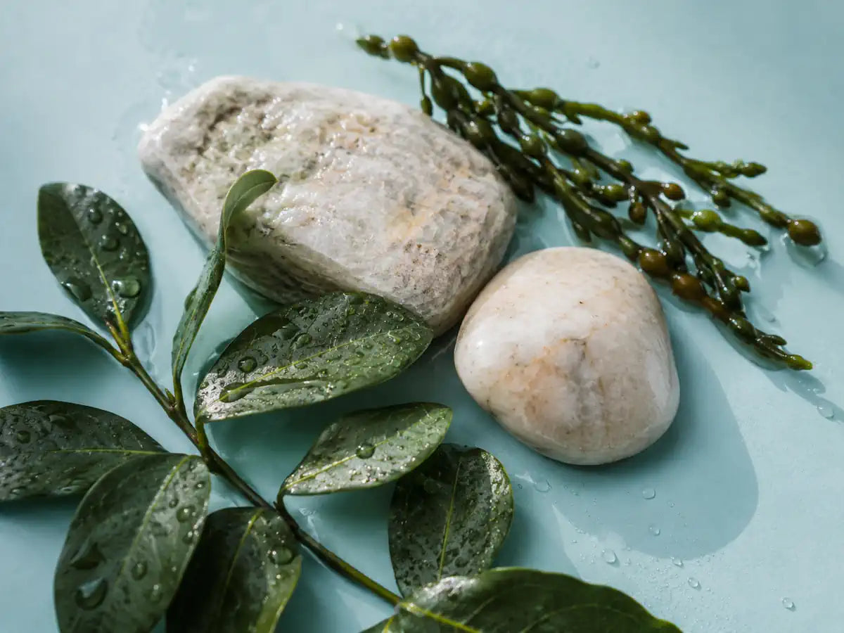 Wet coastal leaves, mineral stones, water droplets and seaweed representing marine notes in perfume