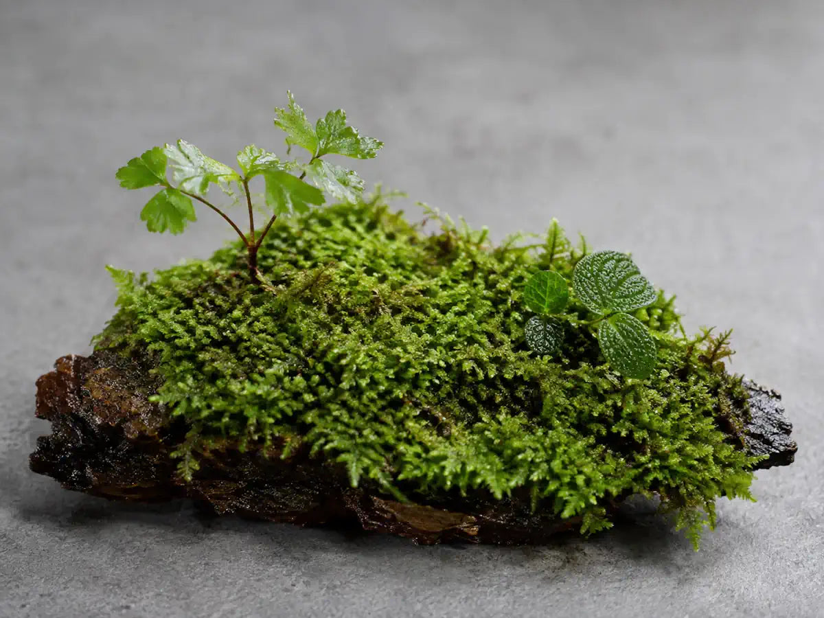 Fresh green forest moss on damp bark with woodland leaves on a pale stone-grey background